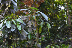 Fahrenheitia zeylanica